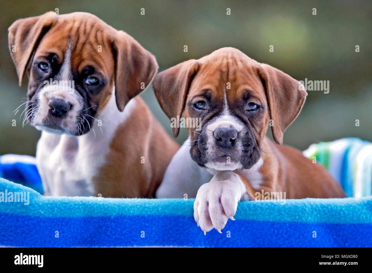 Two Boxer Puppies Eight Week Old Sitting Together In Basket Stock Photo Alamy