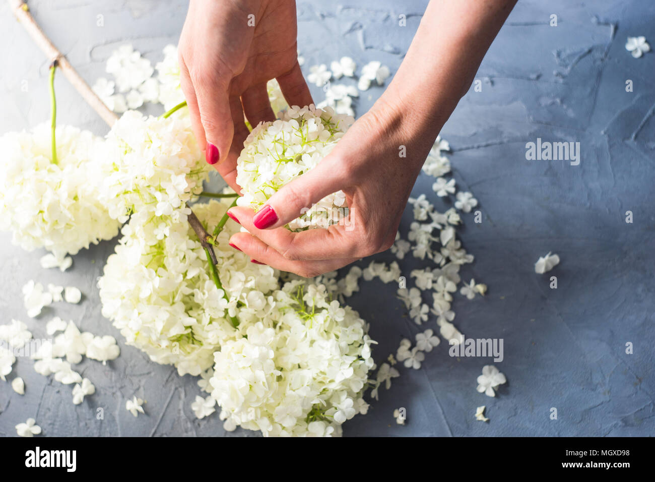 Beautiful woman hands holding white Viburnum opulus 'Roseum' flowers Stock Photo