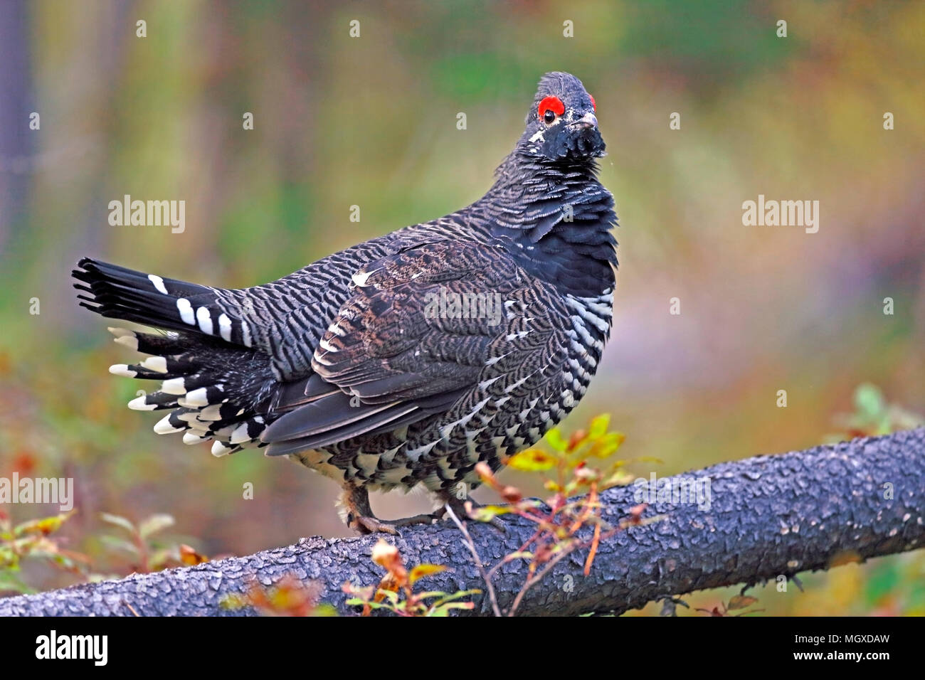 Spruce Grouse standing on fallen pine log in Boreal forest, watching. Stock Photo