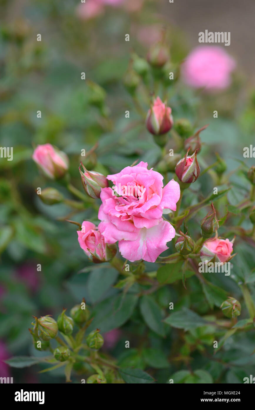 Rose Carefree Days Stock Photo