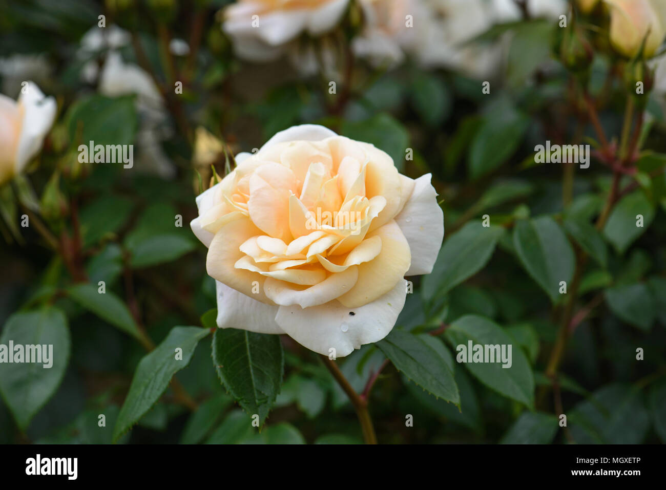 Rose Champagne Moment Stock Photo - Alamy