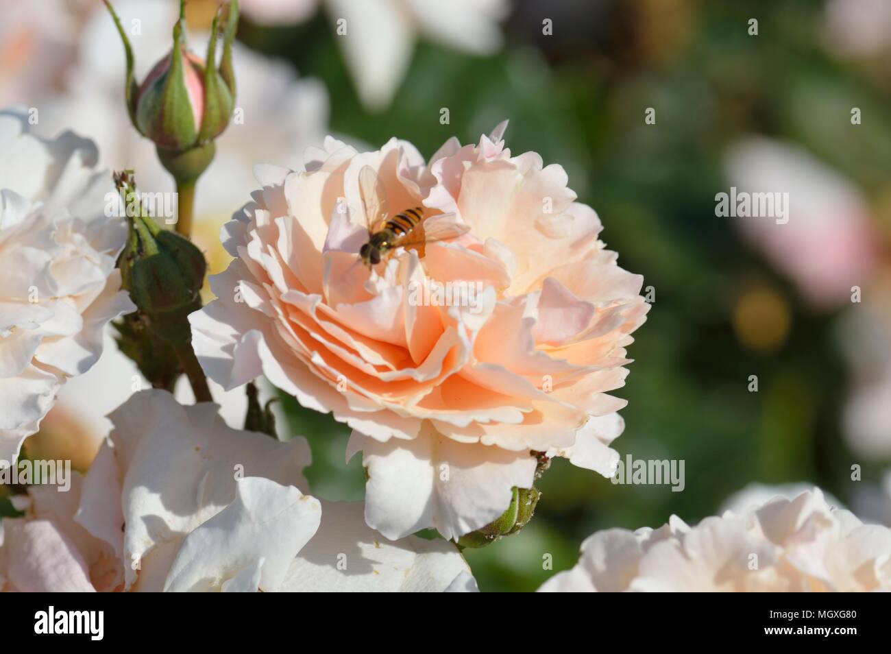 Cheeks Like Roses Rose Cheek to Cheek Stock Photo - Alamy