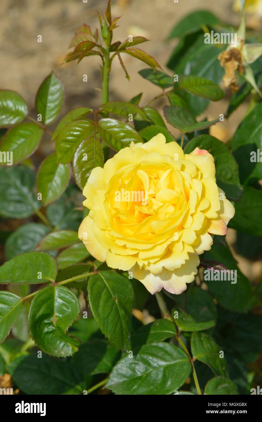 Rose China Town, Rose Chinatown Stock Photo Alamy
