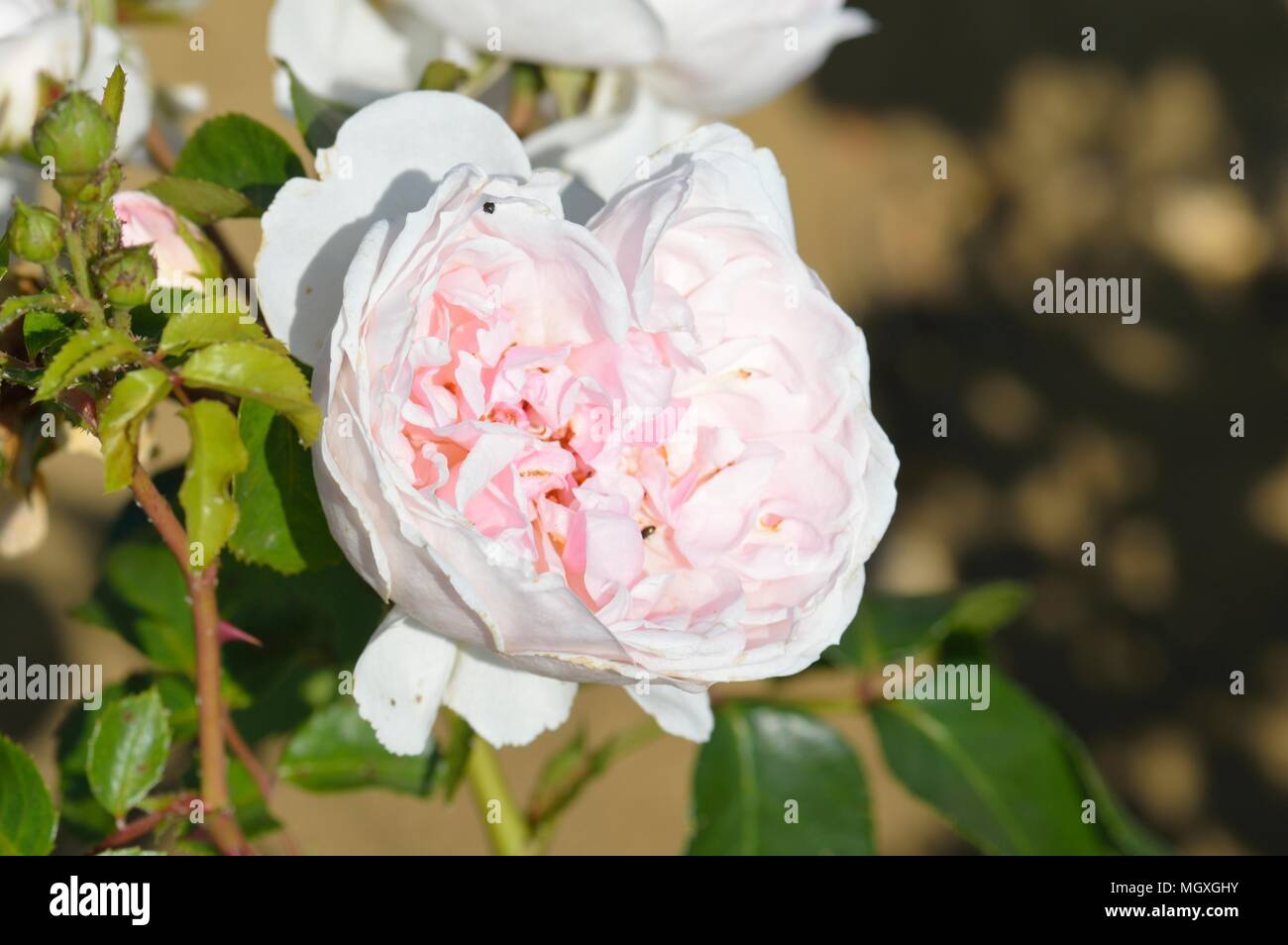 Rose Cinderella Stock Photo - Alamy