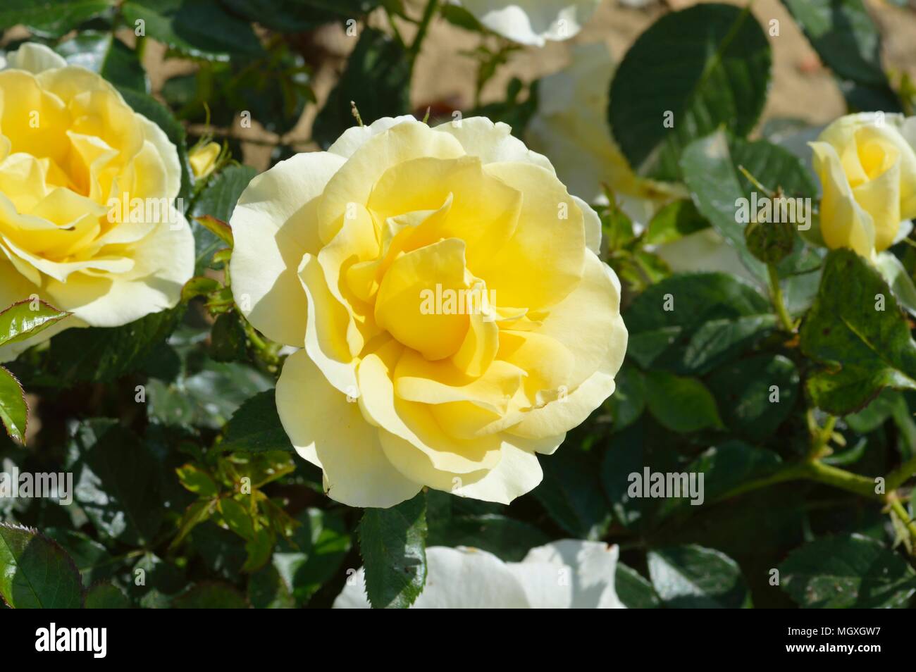 Rose City Livery Stock Photo Alamy