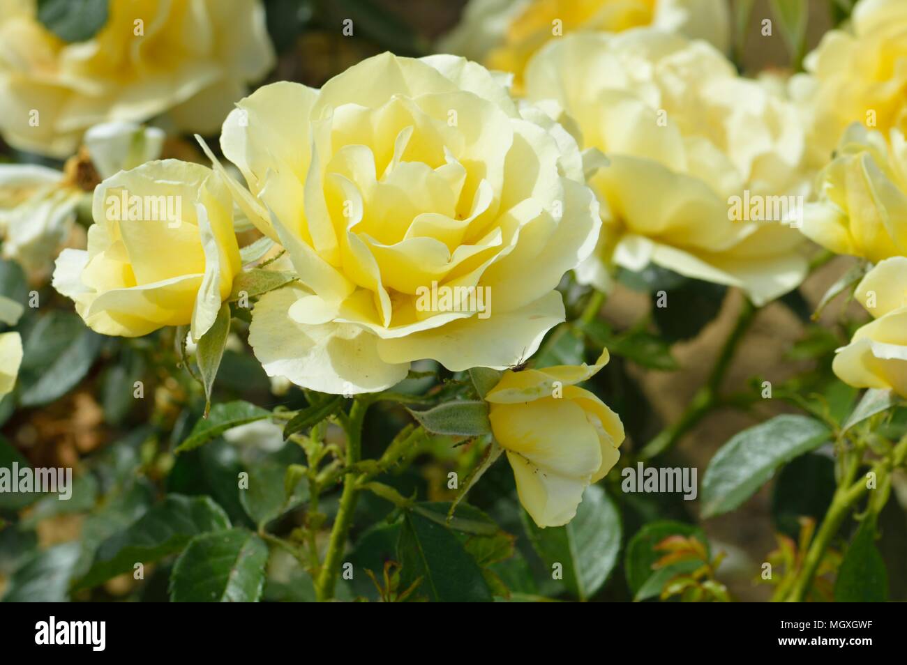 Rose City Livery Stock Photo Alamy