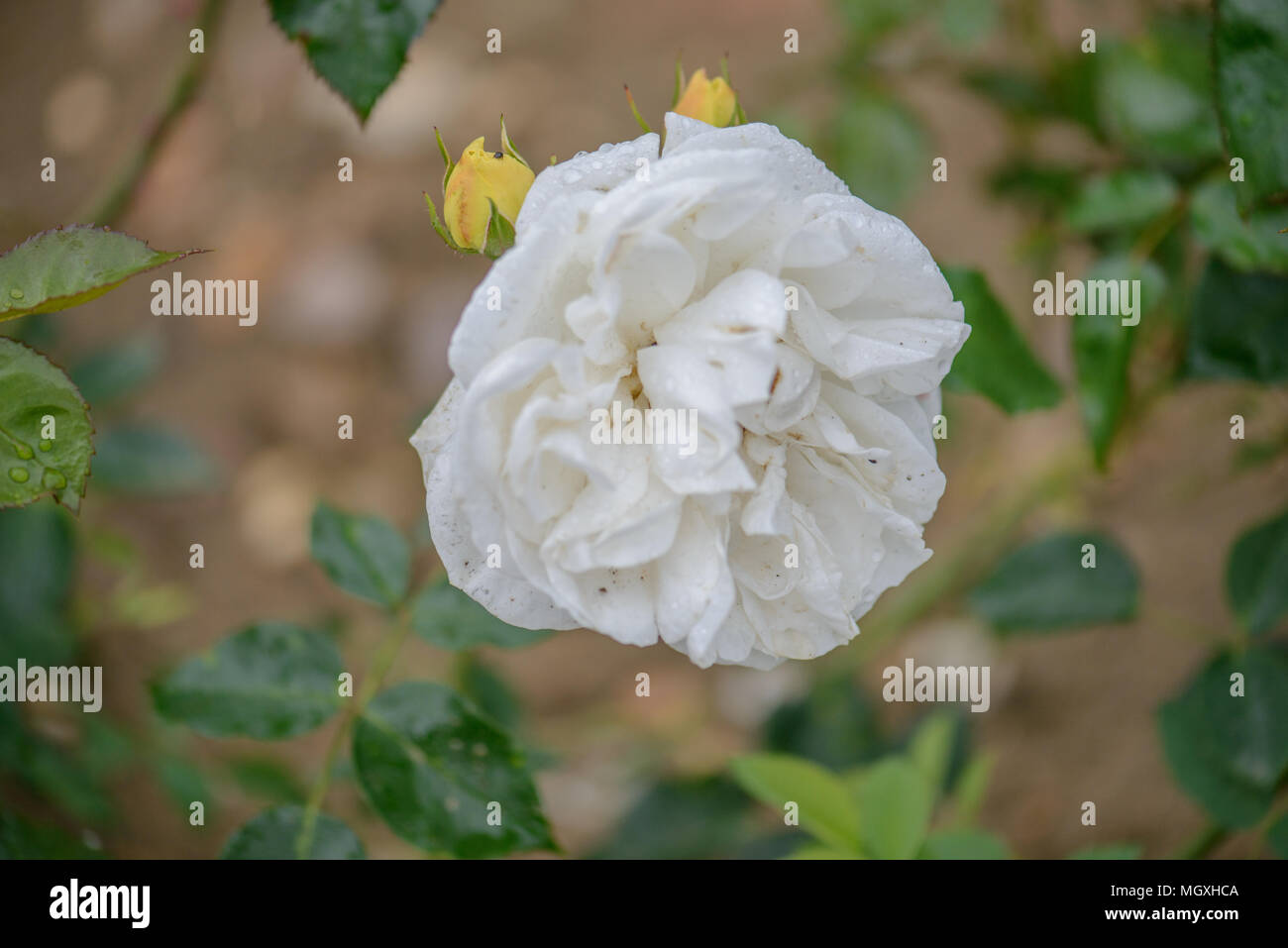 Rose Clarence House Stock Photo - Alamy