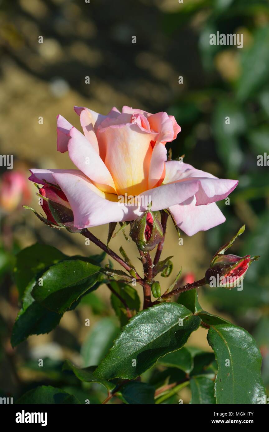 Rose Compassion Stock Photo