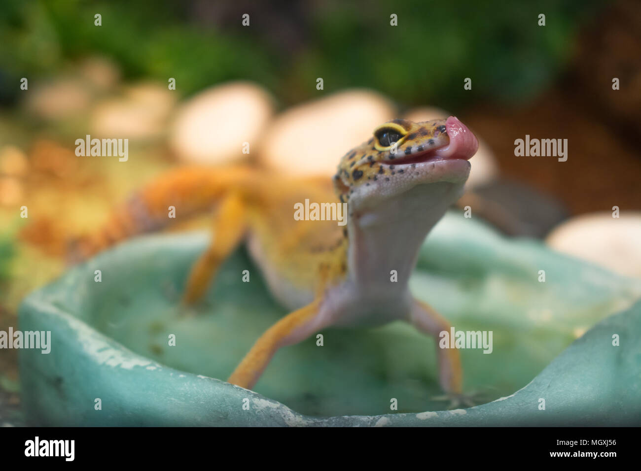 Yellow common leopard gecko standing in a water drinking bowl in terrarium and licking lips