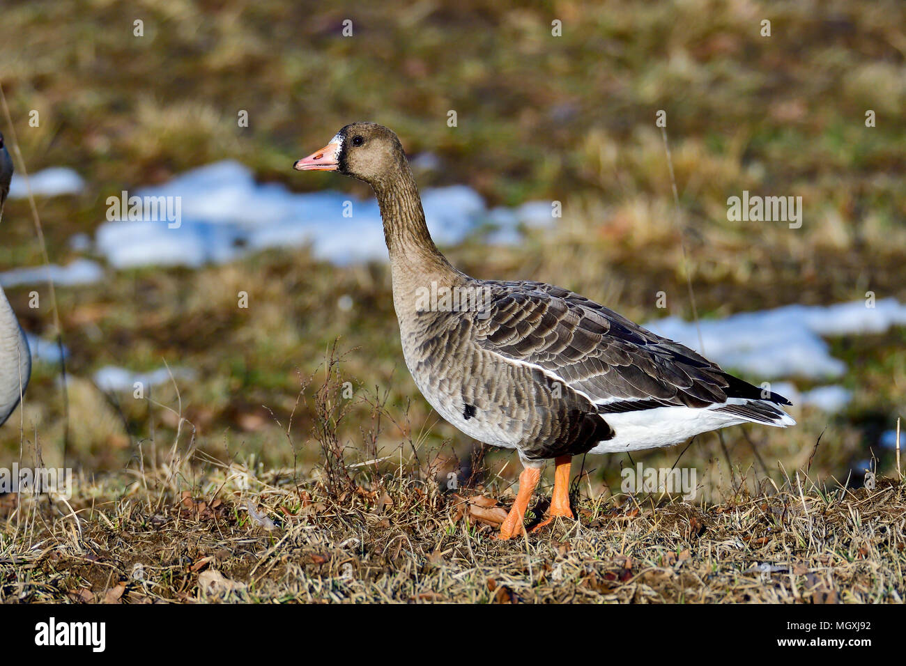 Taiga bean goose Stock Photo Alamy