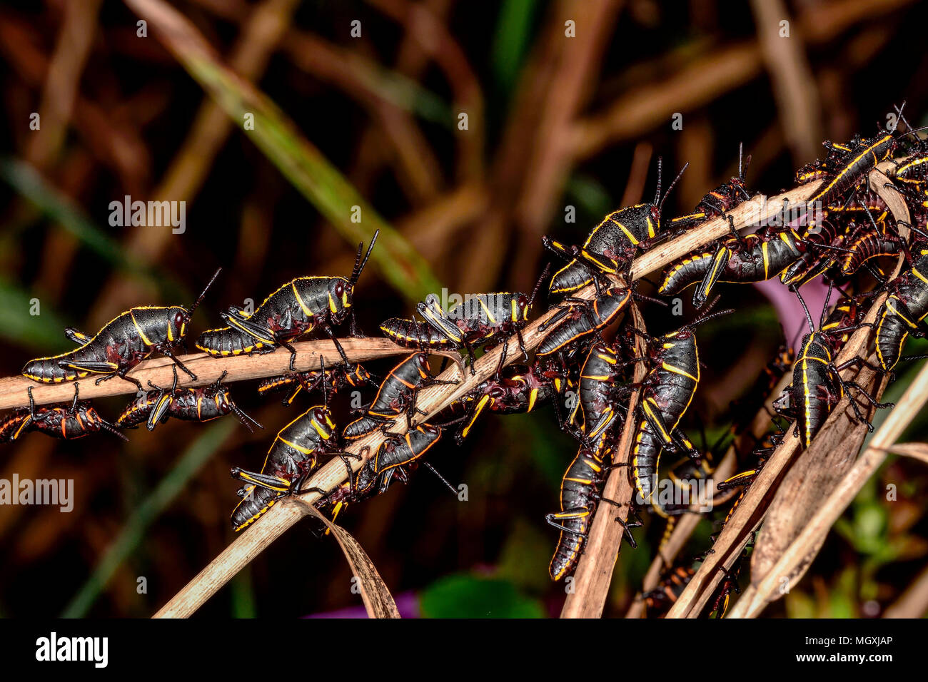 Eastern lubber grasshoppers waiting for the sunrise. Stock Photo