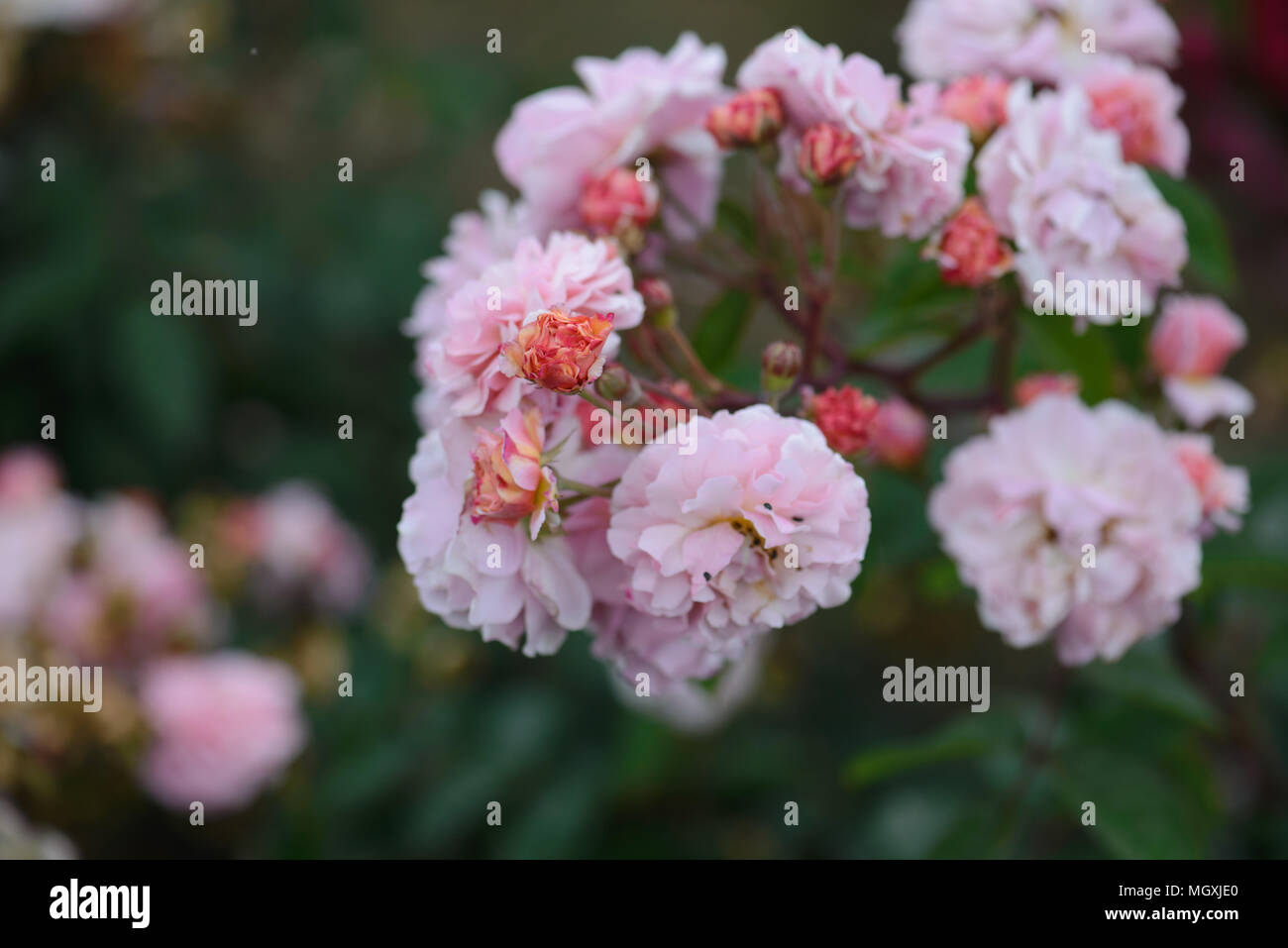 Rosa cornelia rose hi-res stock photography and images - Alamy