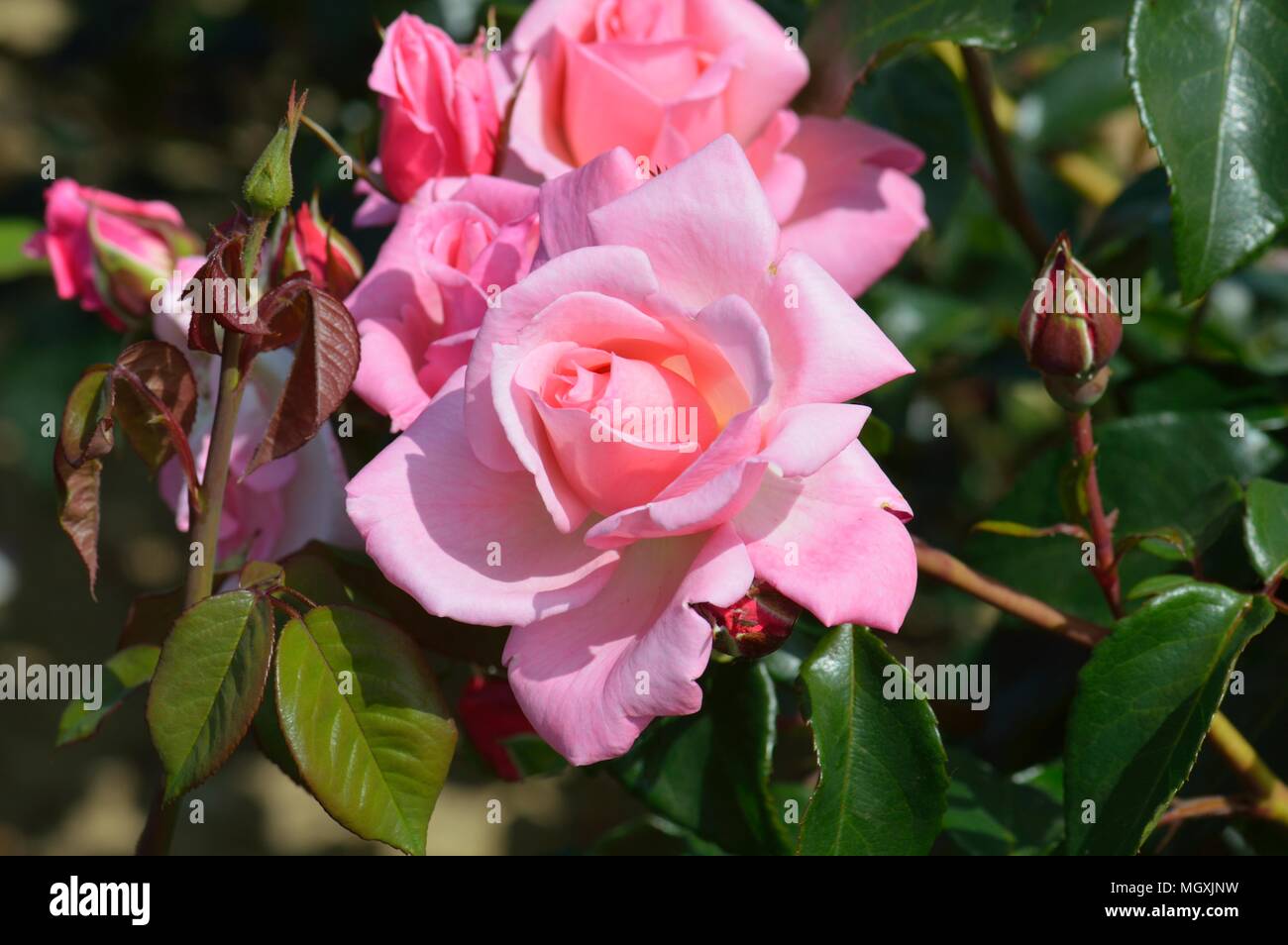 Rose Dancing Queen Stock Photo Alamy