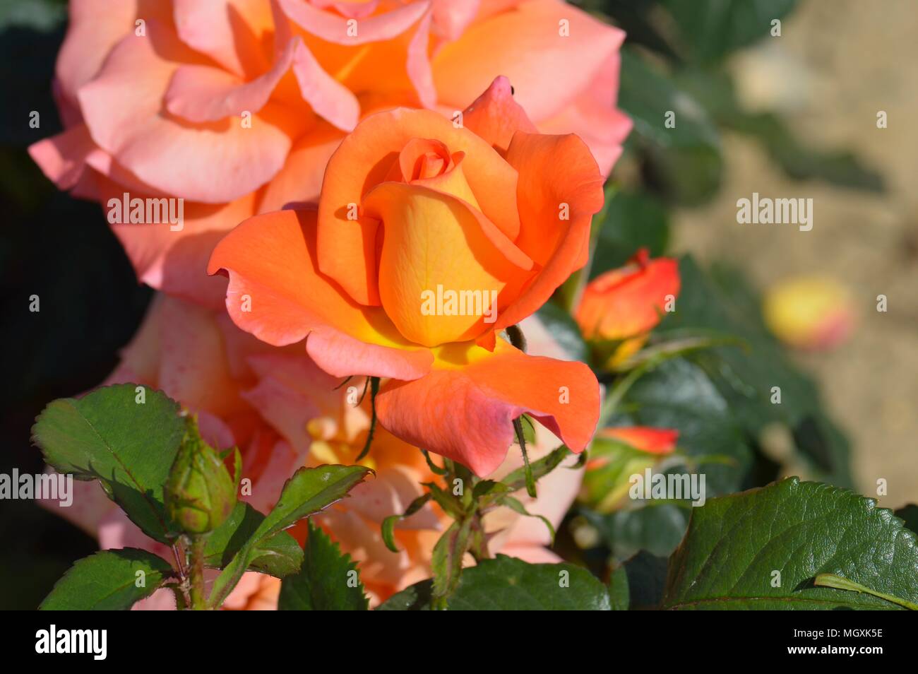 Rose Dawn Chorus Stock Photo