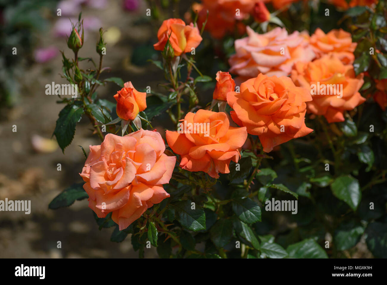 Rose Dawn Chorus Stock Photo - Alamy