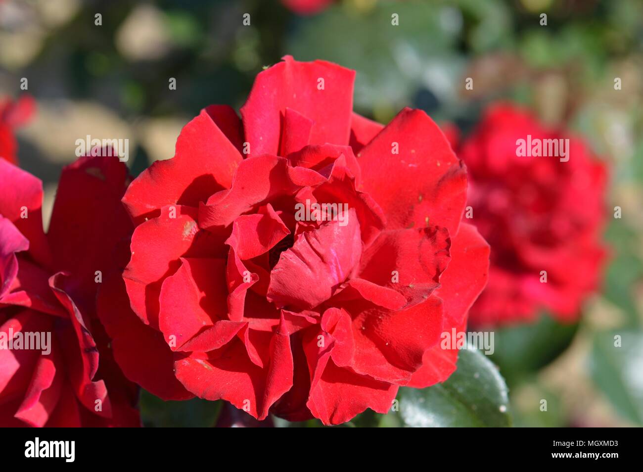 Rose Dublin Bay Stock Photo Alamy