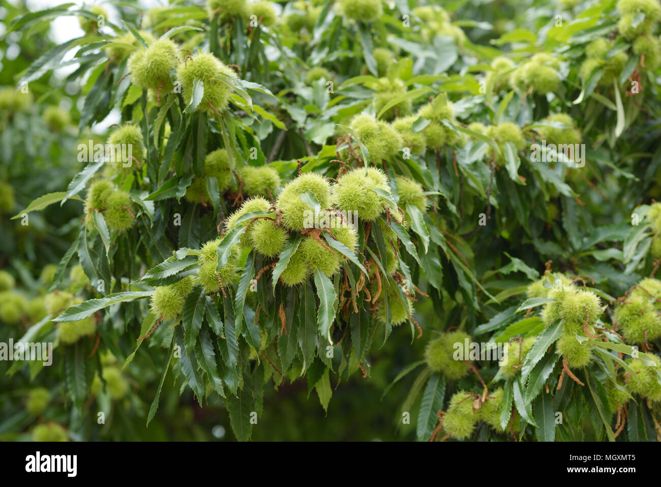 Sweet chestnut tree with fruits closeup Stock Photo