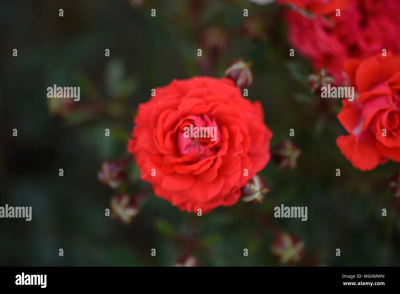 Dwarf Rose Stock Photos & Dwarf Rose Stock Images - Alamy