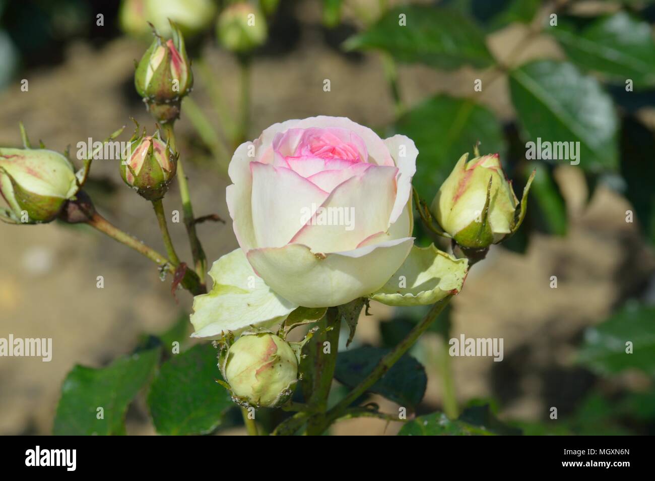 Eden rose hires stock photography and images Alamy