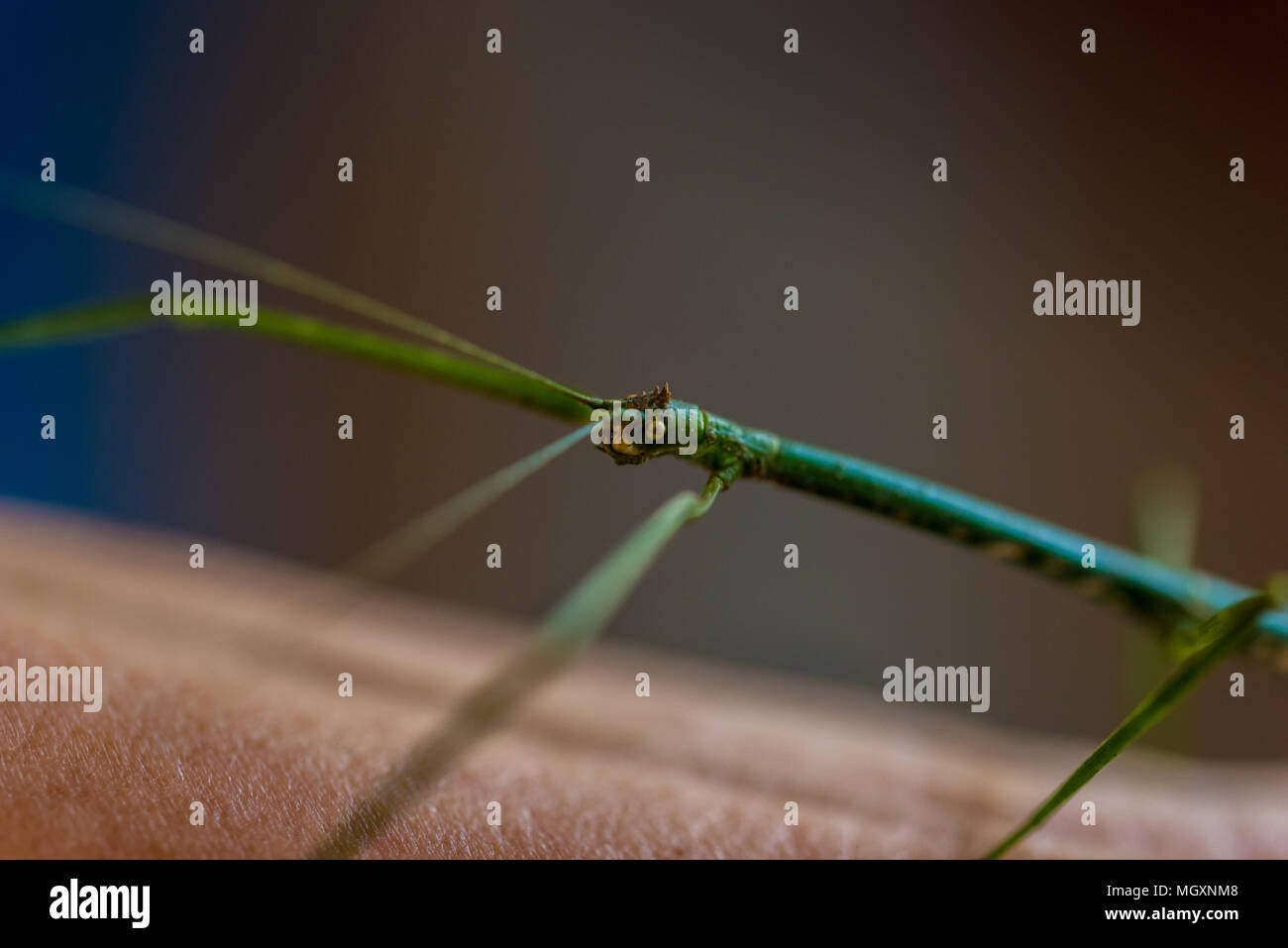 Mantis animal on human hand Stock Photo