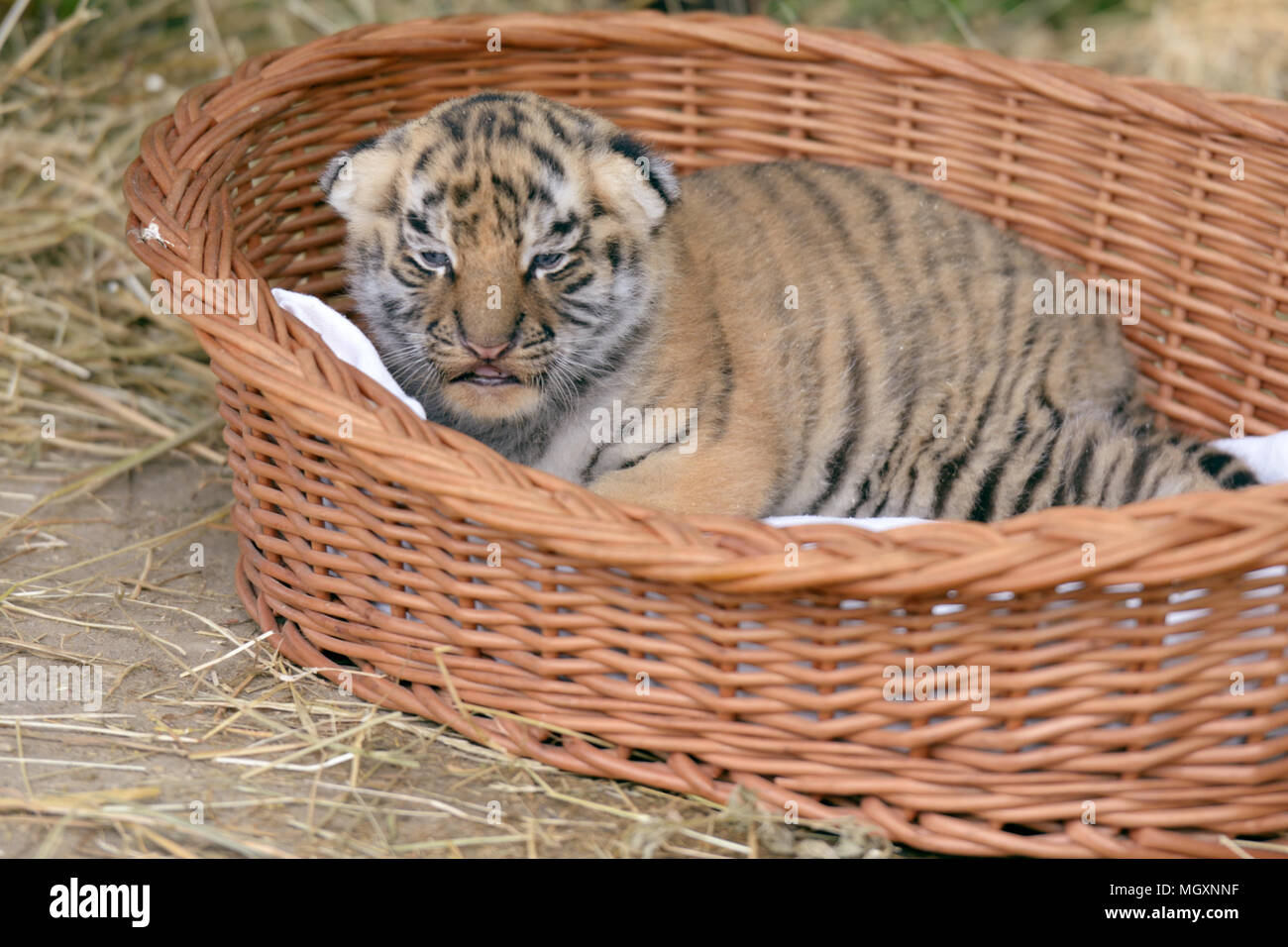 Tiger cub in a basket Stock Photo - Alamy