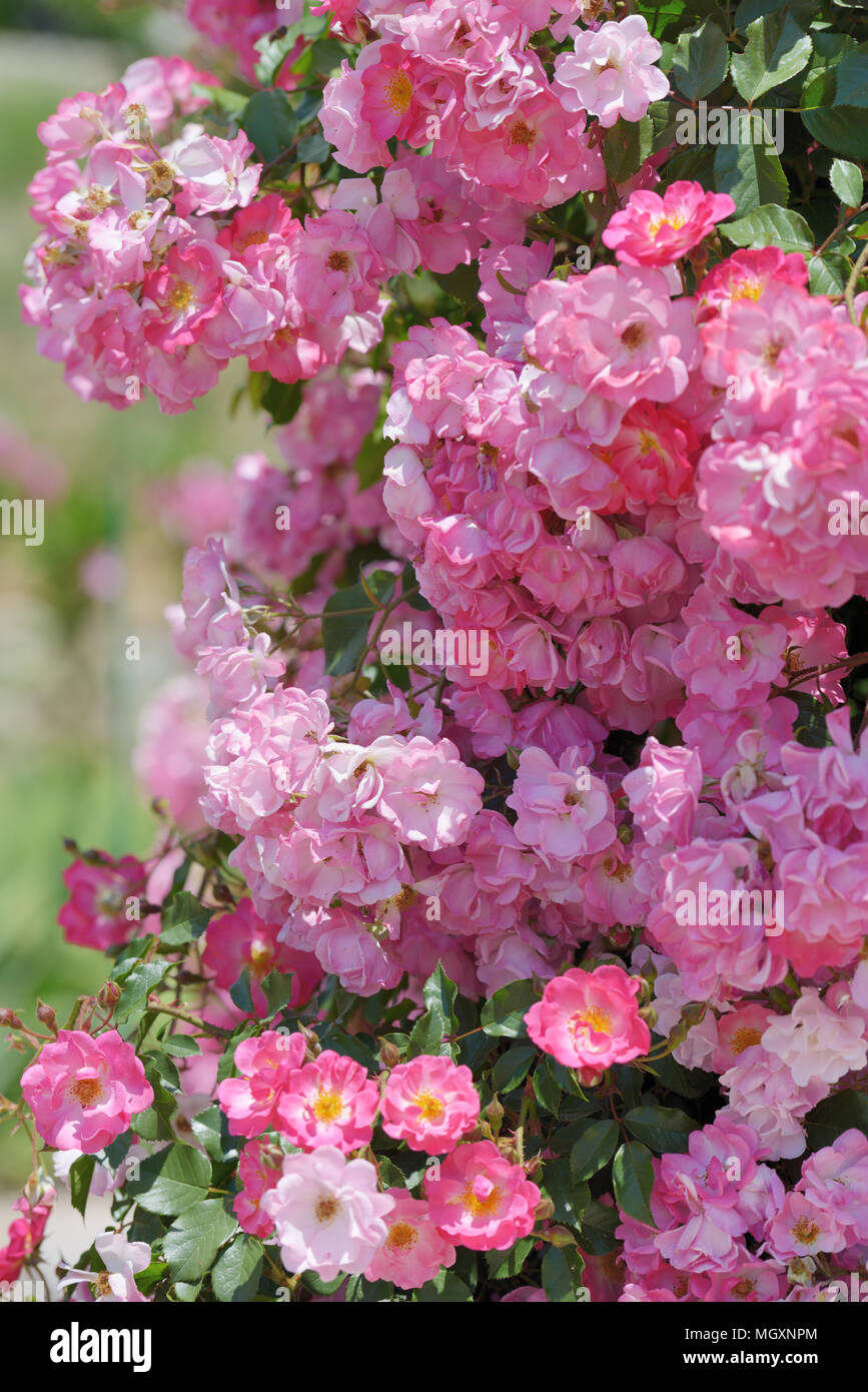 Bush of pink climbing roses in a garden Stock Photo - Alamy