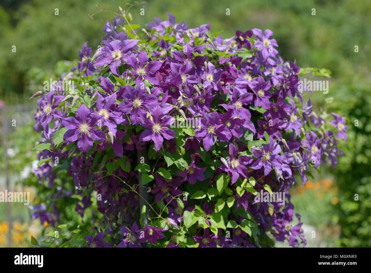 Clematis flowers in a garden Stock Photo Alamy