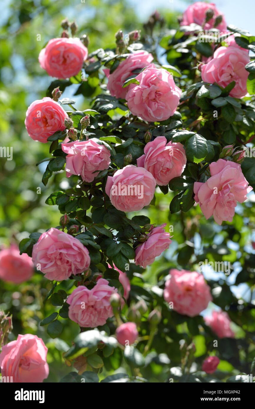Bush of pink climbing roses in a garden Stock Photo
