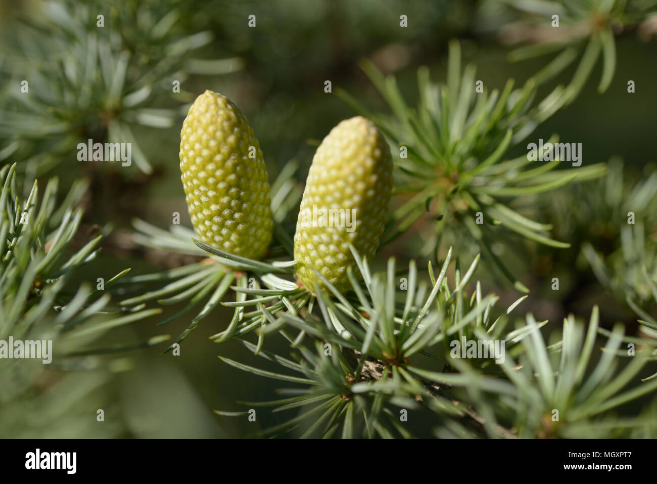 Cedar Pollen High Resolution Stock Photography and Images Alamy