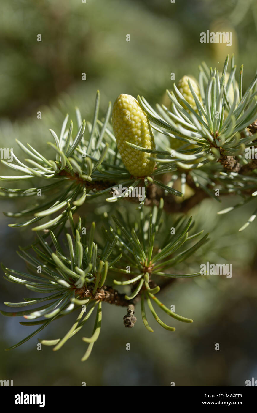 Pollen cones of Atlas cedar closeup Stock Photo Alamy