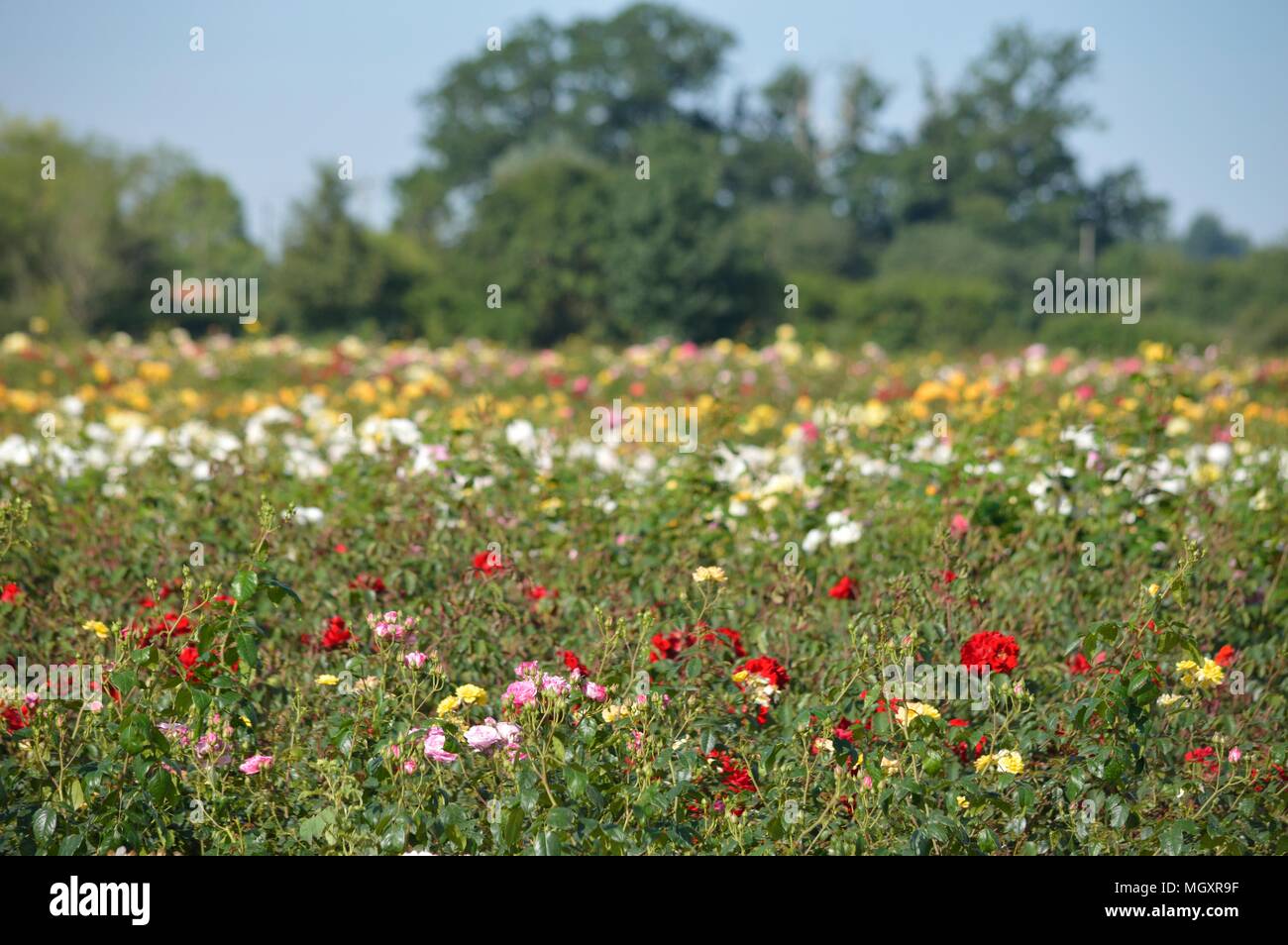 Rose Field, Field of roses in England Stock Photo Alamy
