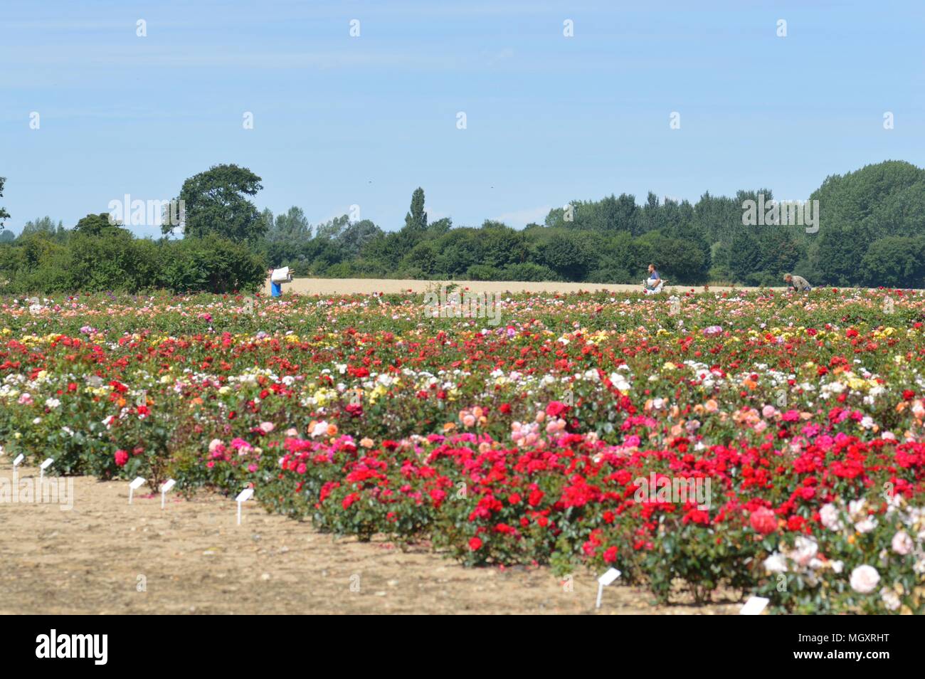 Rose Field, Field of roses in England Stock Photo Alamy