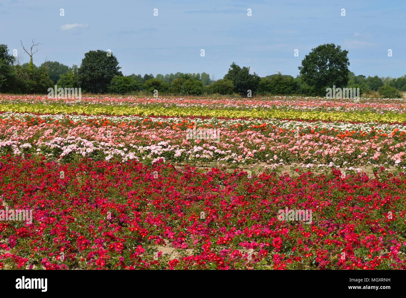 Rose Field, Field of roses in England Stock Photo Alamy