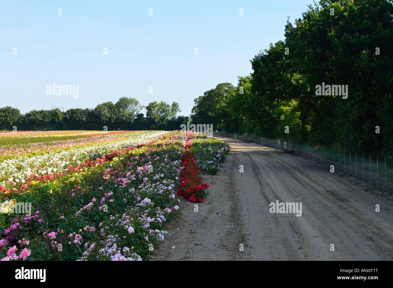 Rose Field, Field of roses in England Stock Photo Alamy