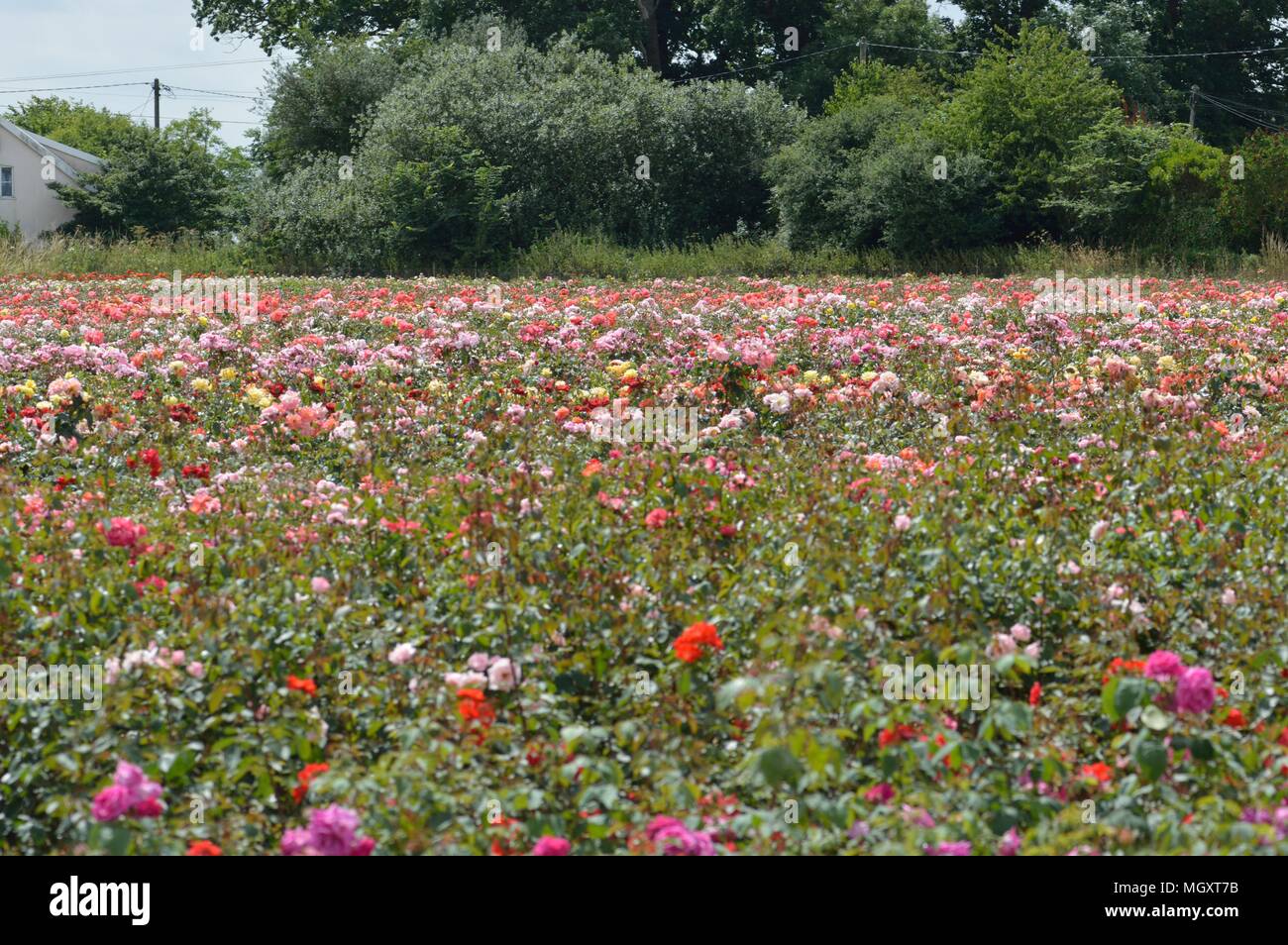 Rose Field, Field of roses in England Stock Photo Alamy