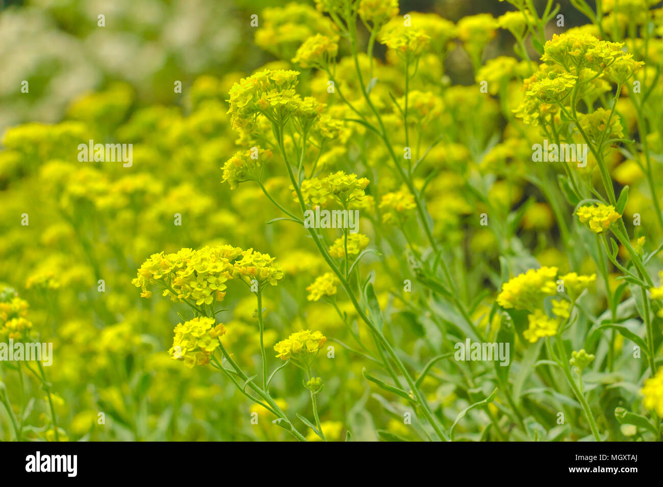 Beautiful Basket of Gold Flowers, Aurinia Saxatilis Stock Photo