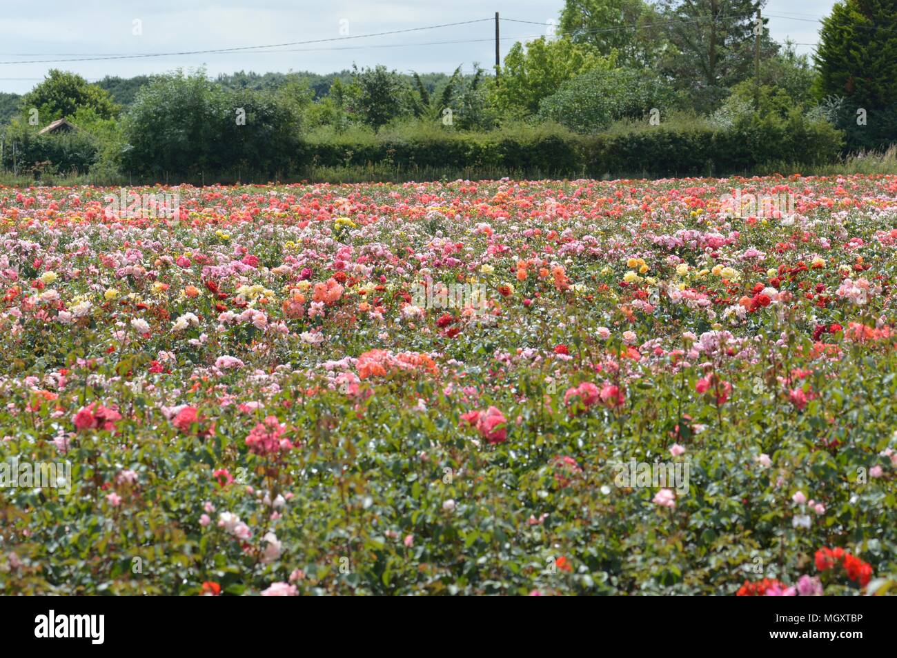 Rose Field, Field of roses in England Stock Photo Alamy