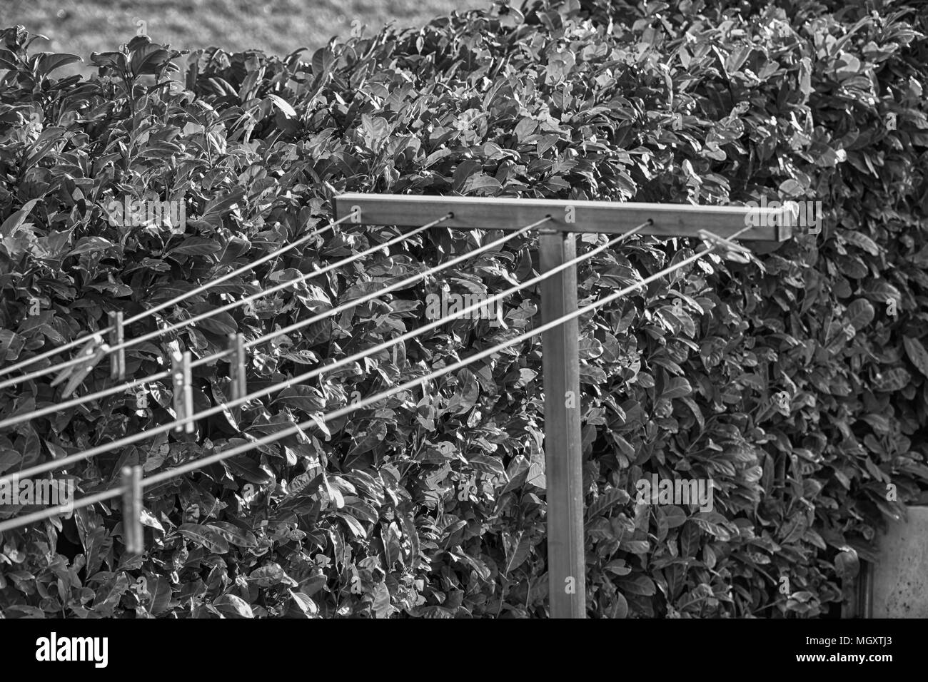 Monochrome Clothesline with clothespins in garden in sunny day, fresh clean background. Stock Photo