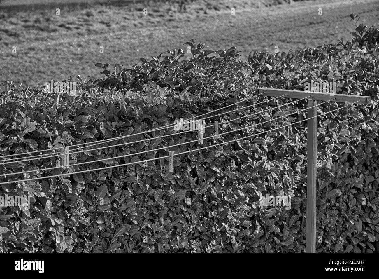 Monochrome Clothesline with clothespins in garden in sunny day, fresh clean background. Stock Photo