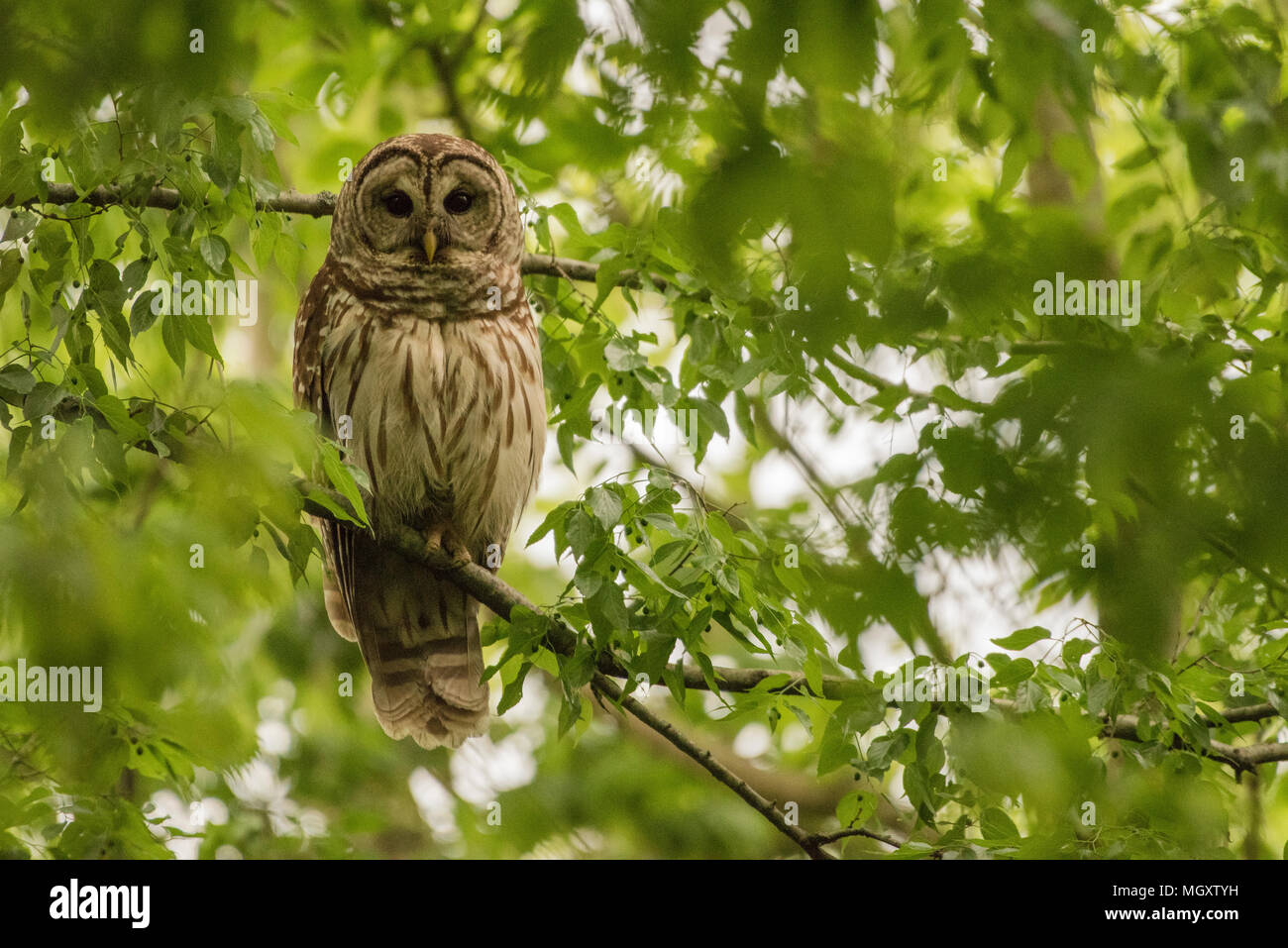 A barred owl (Strix varia) from North Carolina, USA. This species is