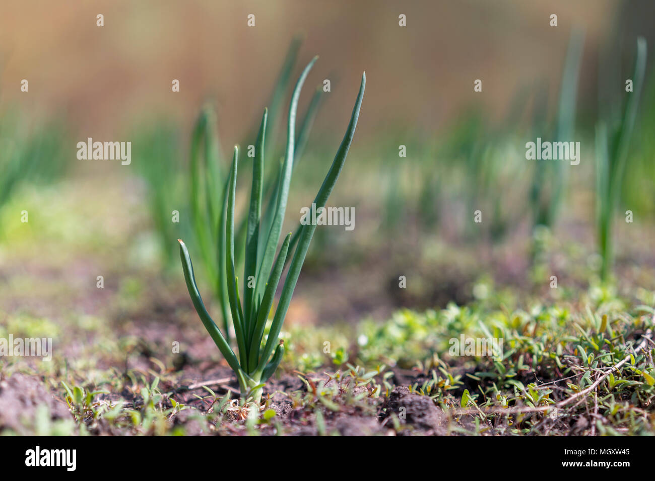 green onions growing in the greenhouse. Young spring rows onions in the ground Stock Photo Alamy
