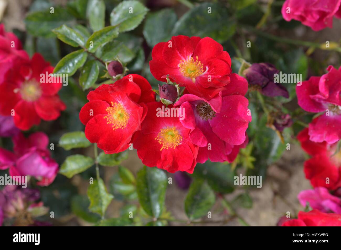 Rose Flower Carpet Red Velvet Stock Photo Alamy