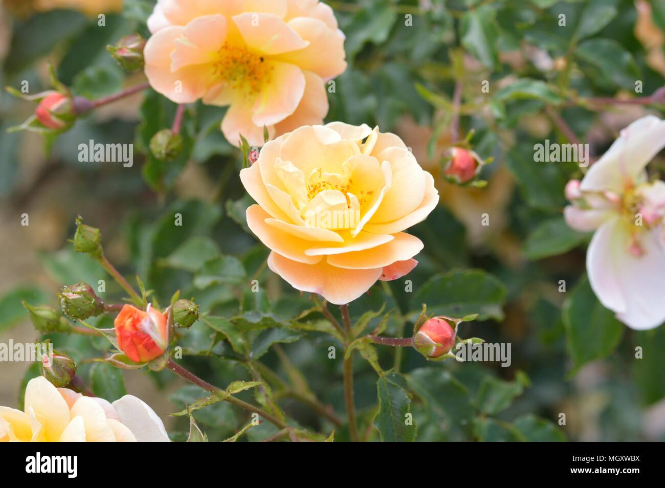 Rose Flower Carpet Amber Stock Photo Alamy