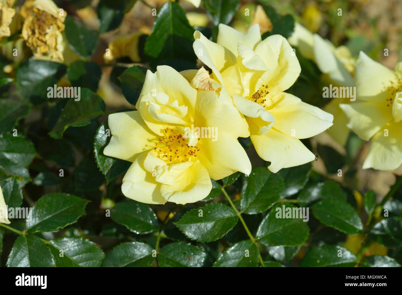 Rose flower carpet gold hires stock photography and images Alamy