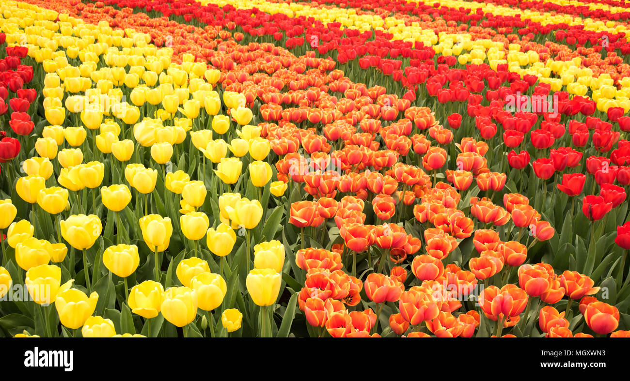Full frame filled with Tulips in various colors at Keukenhof flower
