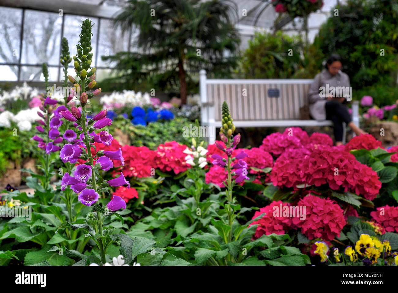 Plants and flowers bloom inside a conservatory, Toronto, Ontario