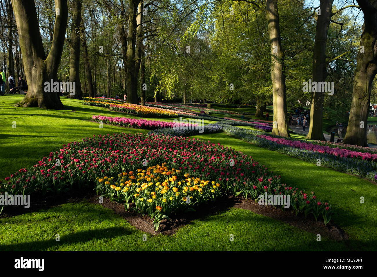 Floral spectacle in the largest garden in the world, the Keukenhof park
