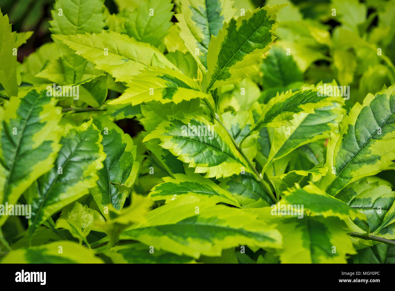 Plants and flowers bloom inside a conservatory, Toronto, Ontario
