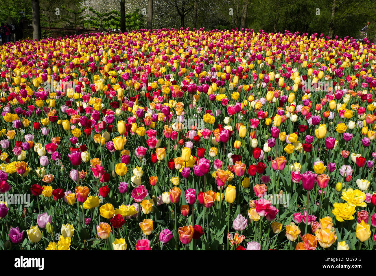Floral spectacle in the largest garden in the world, the Keukenhof park