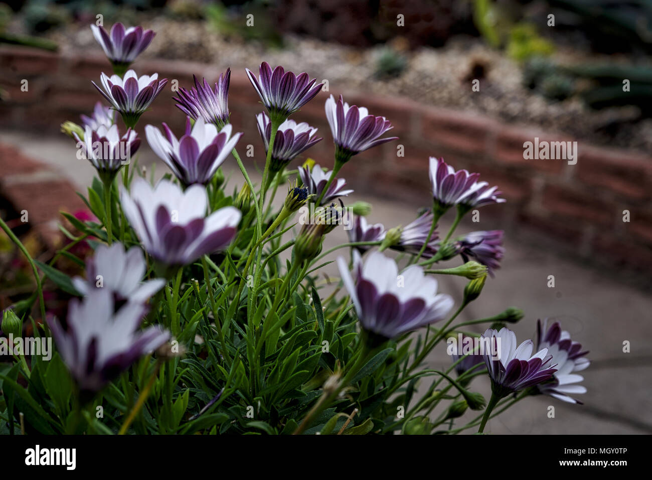 Plants and flowers bloom inside a conservatory, Toronto, Ontario